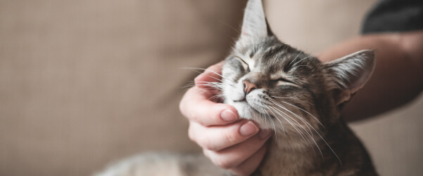 Cómo cuidar a tu gato en agosto